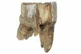 Fossil Woolly Rhino (Coelodonta) Tooth - Siberia #231059-1